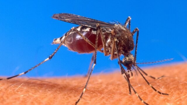 Aedes aegypti biting human
