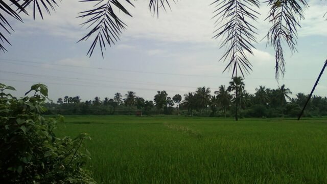 Green paddy fields in Konaseema, Andhra Pradesh