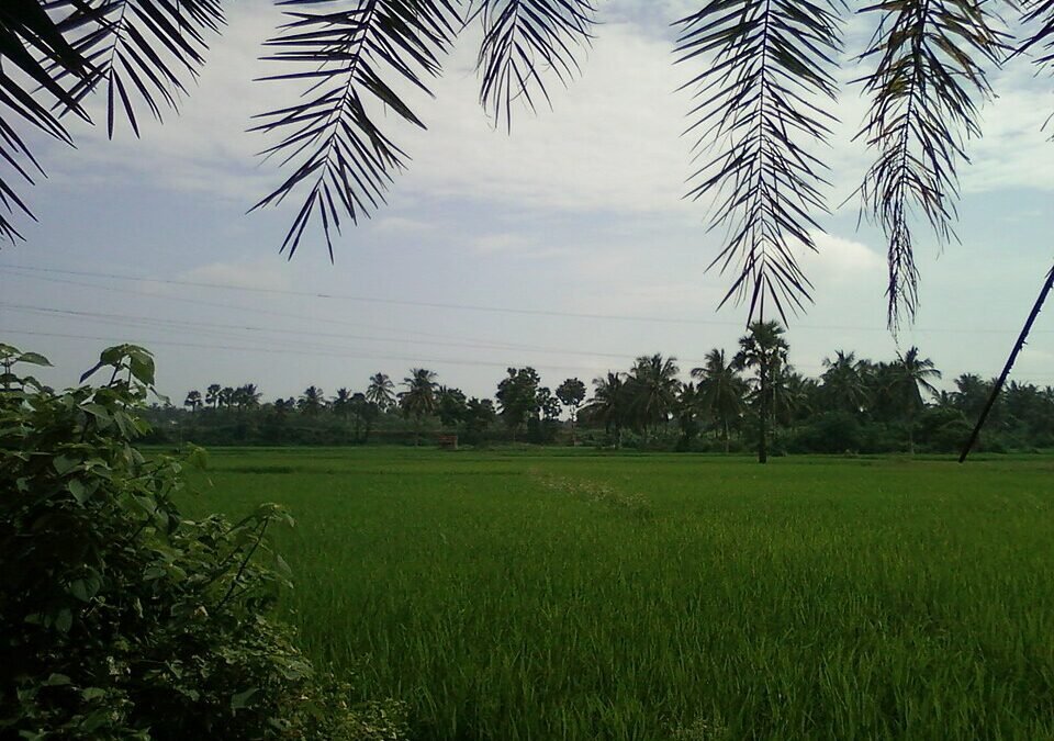 Green paddy fields in Konaseema, Andhra Pradesh