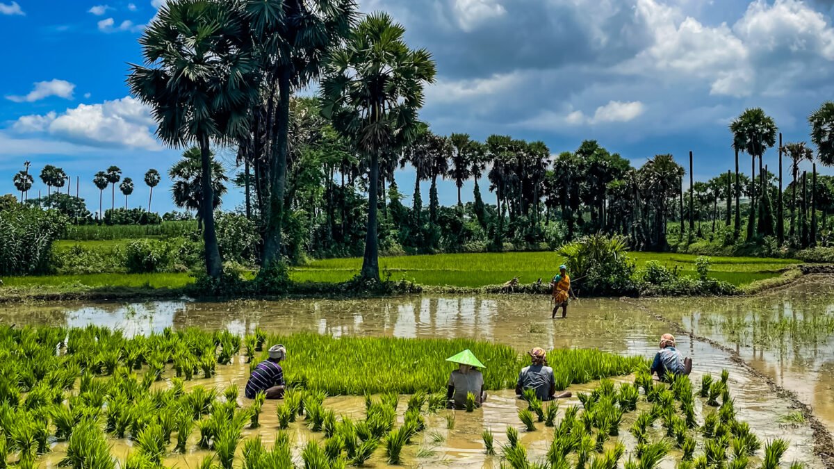 Farmers working in paddy fields