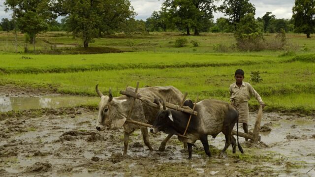 A farmer ploughs a paddy field with oxen in Umaria district, Madhya Pradesh