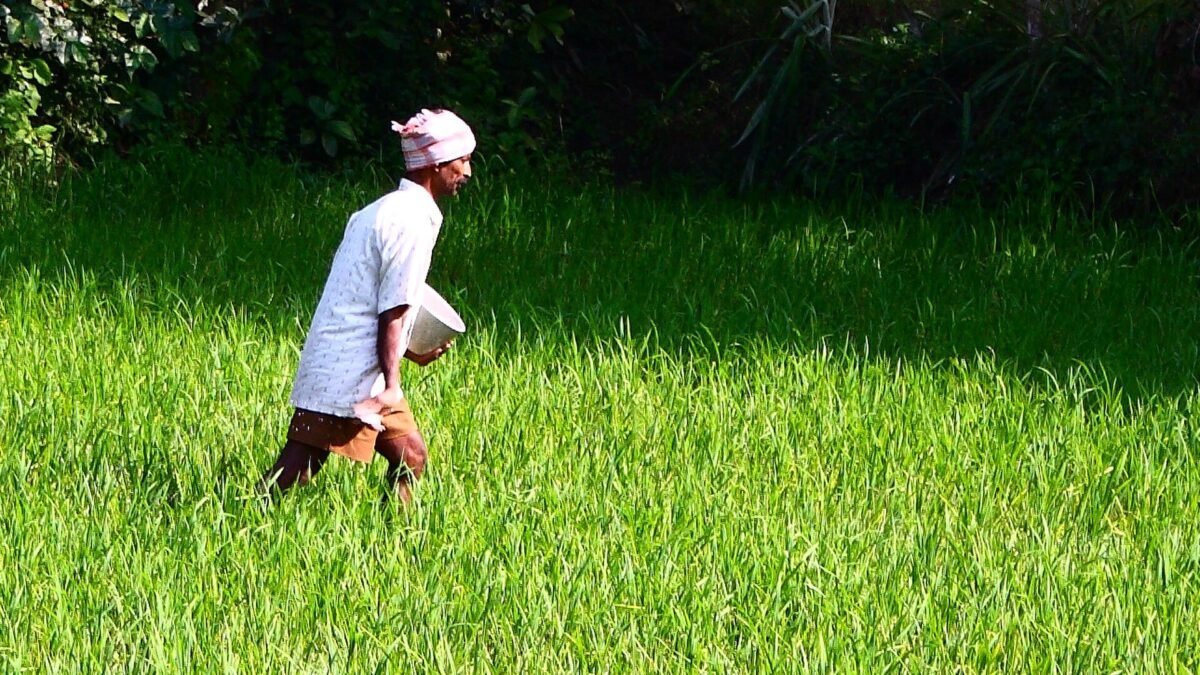 A farmer in a green field scattering fertiliser by hand
