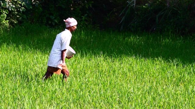 A farmer in a green field scattering fertiliser by hand