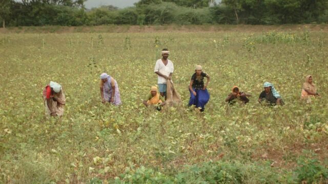 Indian farmers working in a field