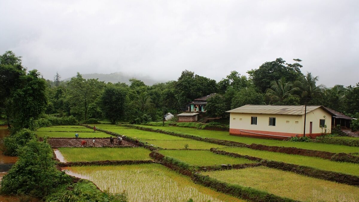 Farmers at work in a paddy field