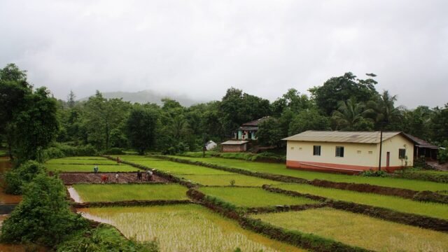 Farmers at work in a paddy field