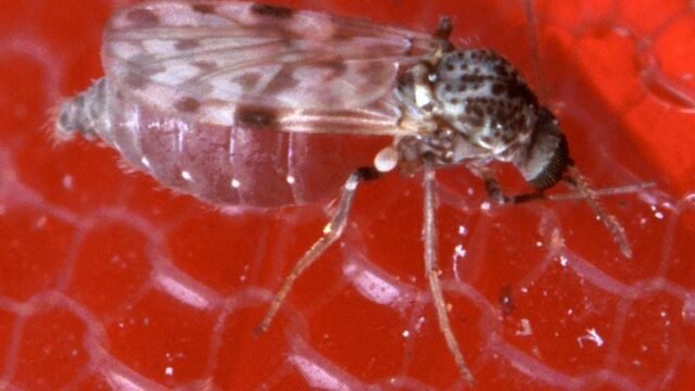Close-up of a female biting midge (Culicoides) feeding