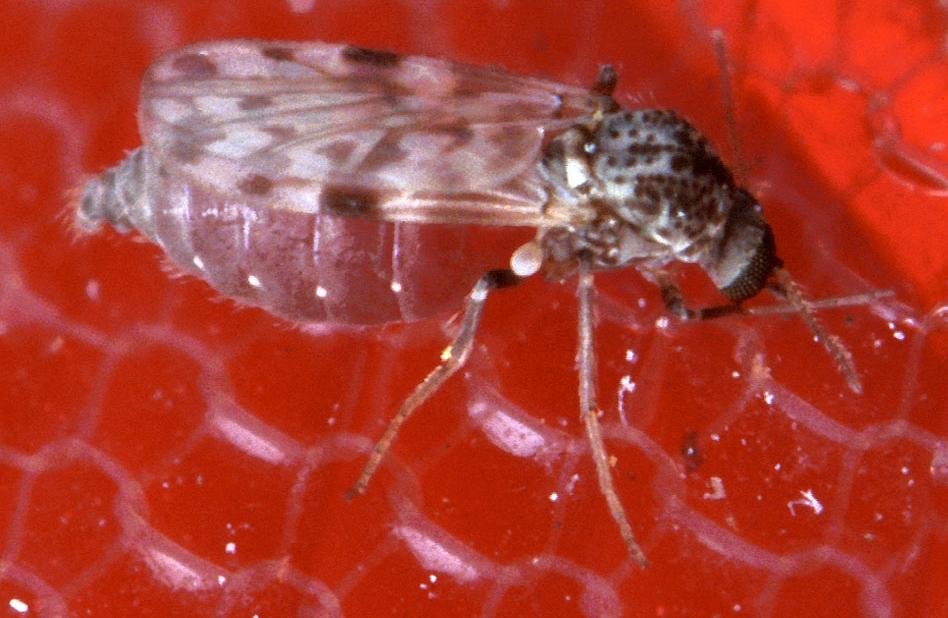 Close-up of a female biting midge (Culicoides) feeding